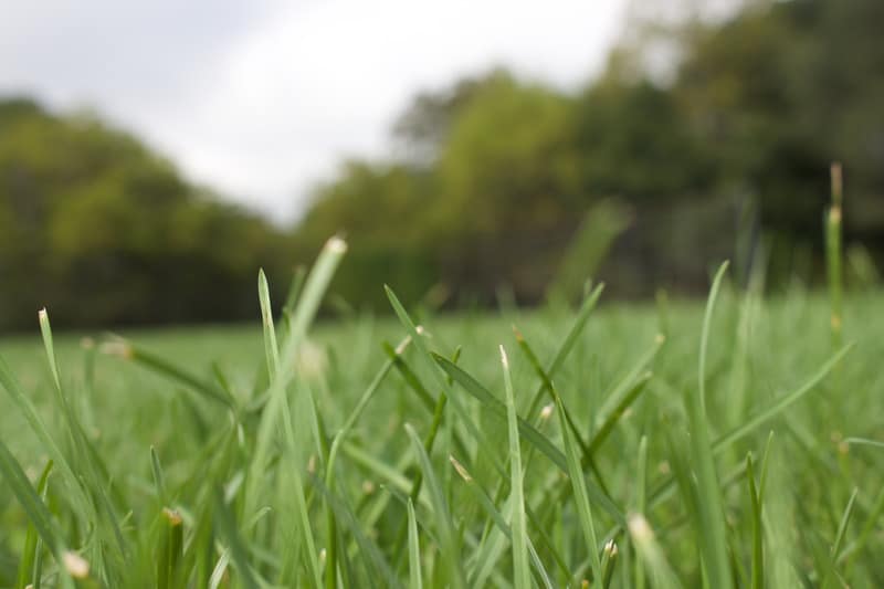 Best Surface Materials For Outdoor Playgrounds 3 Canva Green Grass Field 1