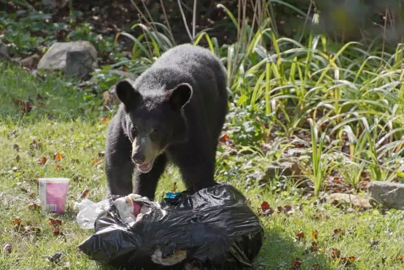 Animals That Eat Garbage