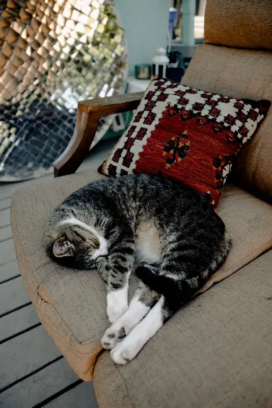 Canva Silver Tabby Cat