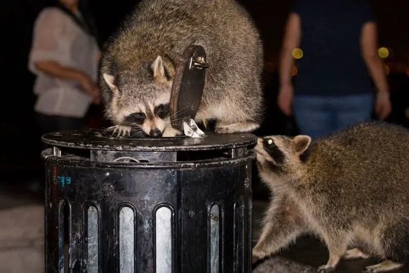How To Keep Animals from Digging Through Your Garbage