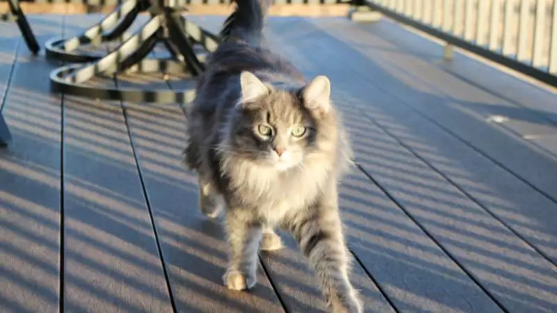 How to Keep Stray Cats off Your Porch