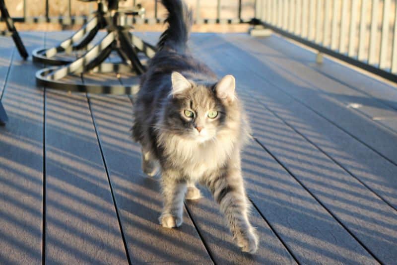 How to Keep Stray Cats off Your Porch