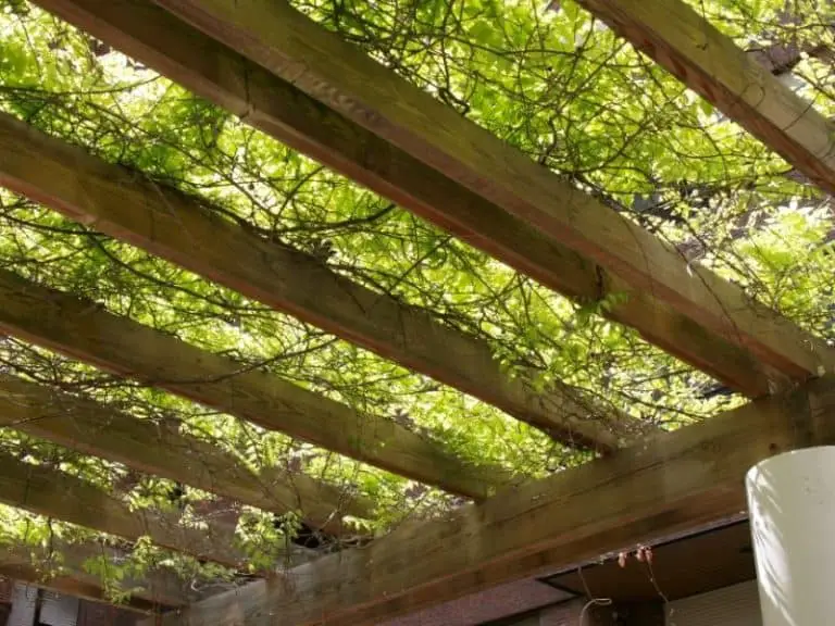 Do Pergolas Provide Shade? What You Need to Know Sunshine & Play