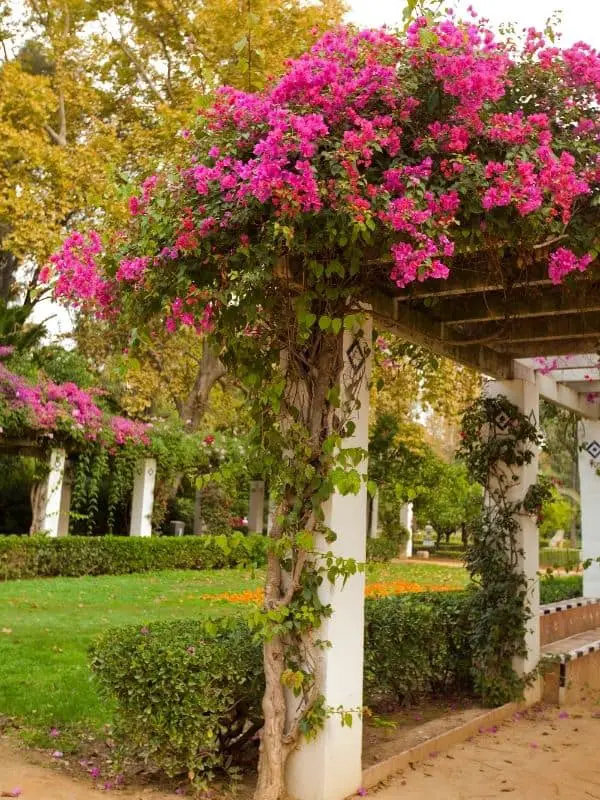 6 Pergola Disadvantages You Should Know About 2 Untitled design 28