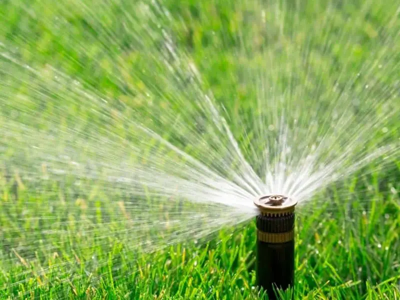 11 Ways to Safely & Humanely Keep Cats From Pooping in Your Yard 3 Untitled design 43