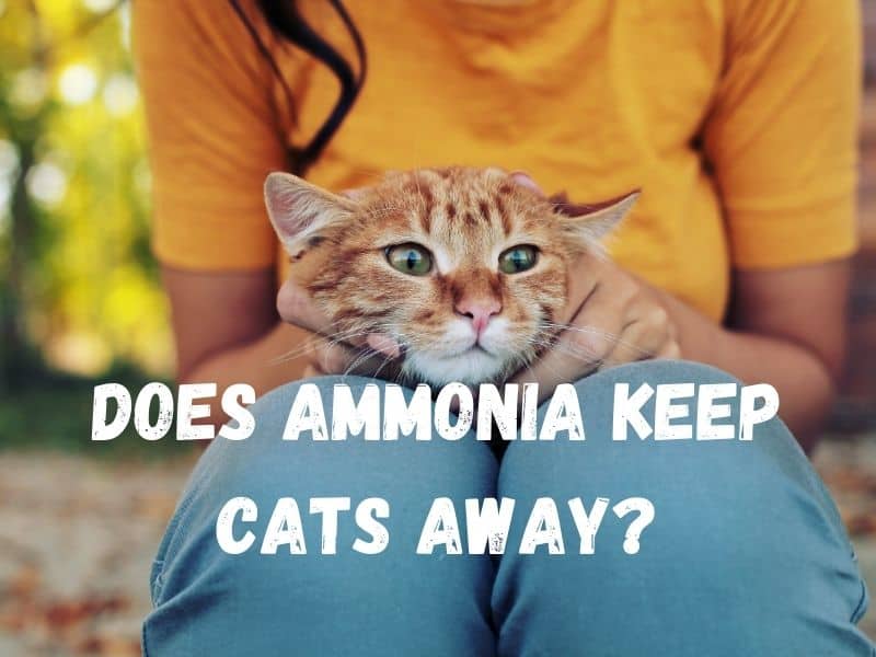 Does Ammonia Keep Cats Away