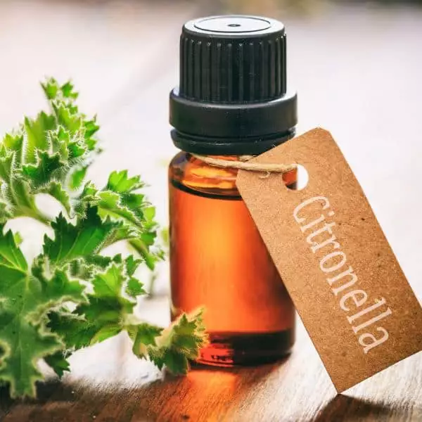 Does Citronella Oil Keeps Bugs Away