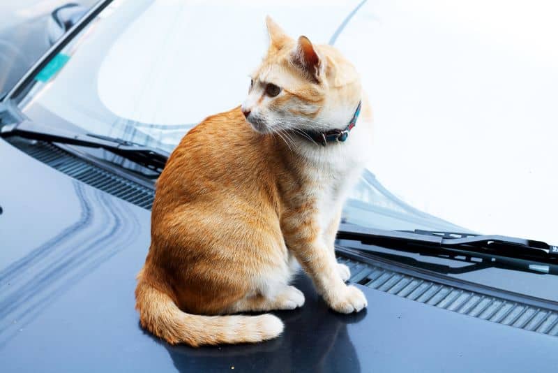 How to Keep Pesky Cats Off Your Car