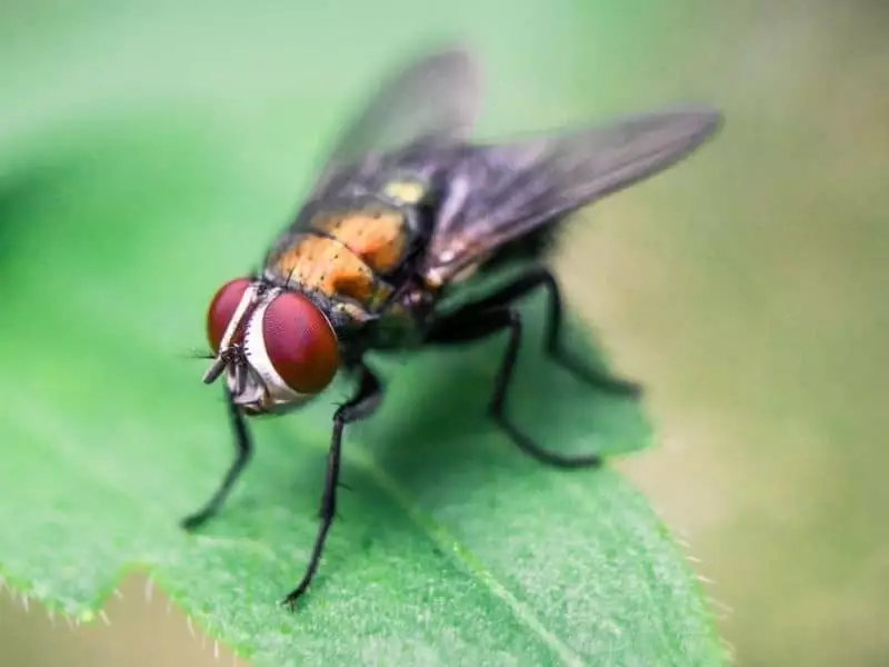 How Effective is a Citronella Candle in Keeping Flies Away