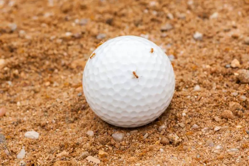 Do Sandboxes Attract Bugs? What You Need to Know 2 Ants in Sandbox