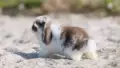 Are Sandboxes Safe for Rabbits
