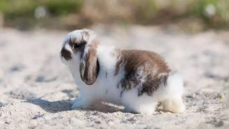 Are Sandboxes Safe for Rabbits
