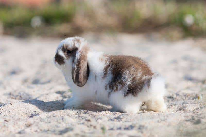 Are Sandboxes Safe for Rabbits