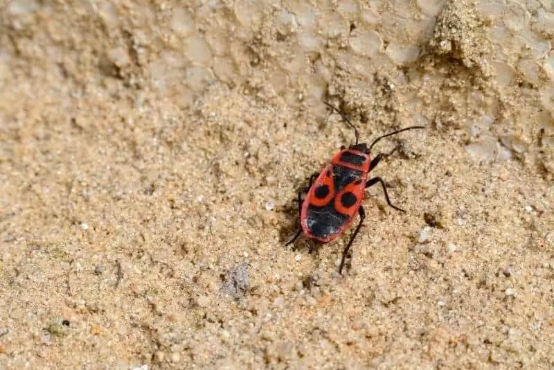 Do Sandboxes Attract Bugs