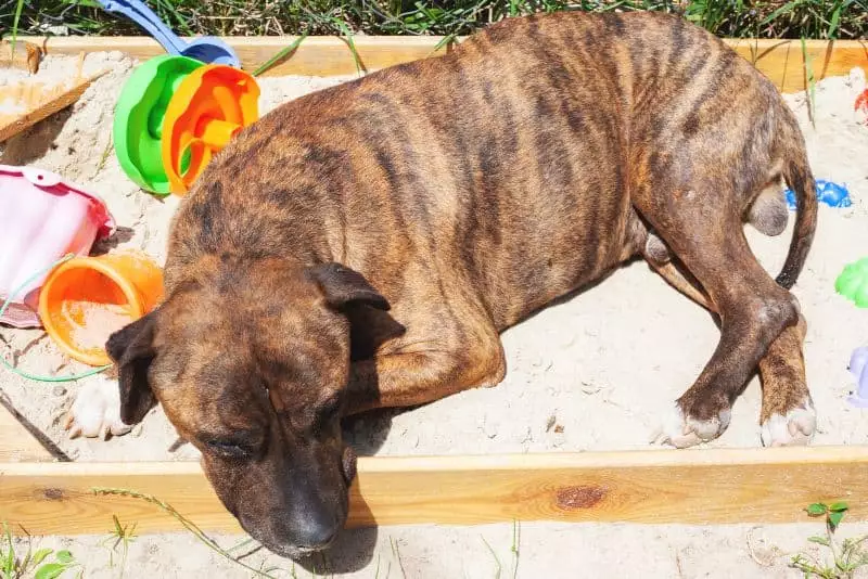 How To Make a Sandbox for Dogs