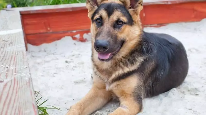 Are Sandboxes Safe for Dogs
