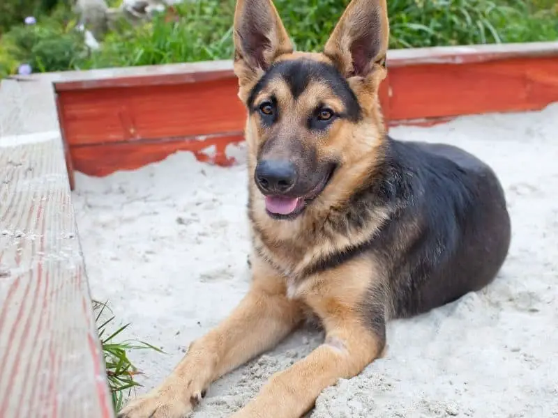 Are Sandboxes Safe for Dogs