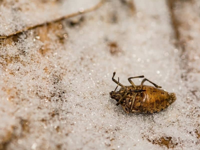 Do Sandboxes Attract Bugs? What You Need to Know 3 How To Kill Bugs In Your Sandbox