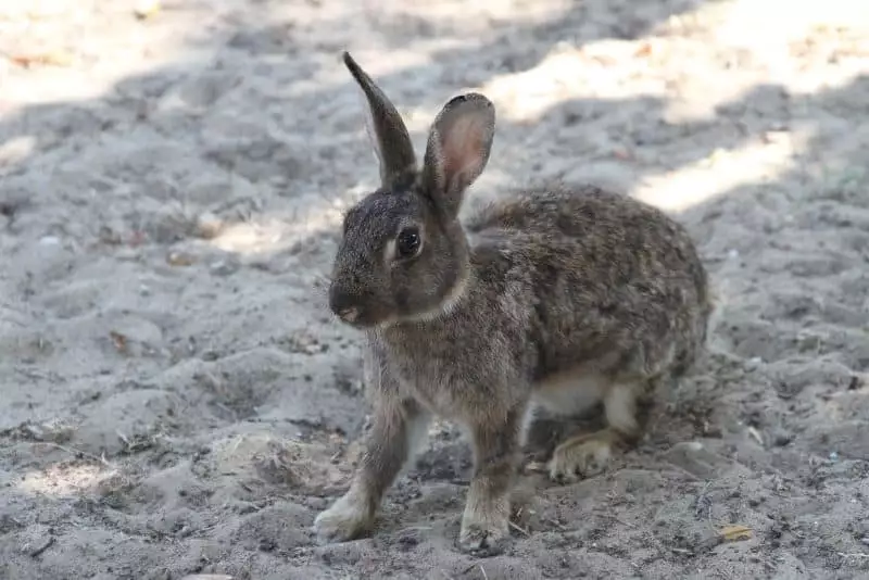 can rabbits play in sand