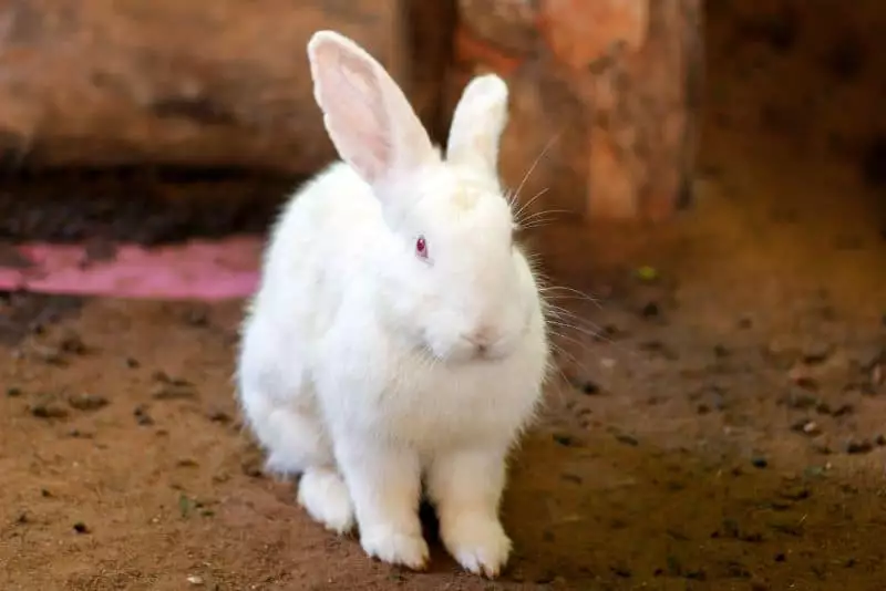 is sand safe for rabbits