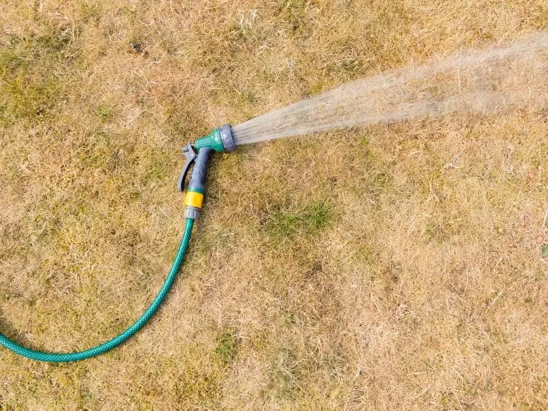 Do Trampolines Really Kill Grass? The Truth 2 Untitled design 2021 08 23T095453.997