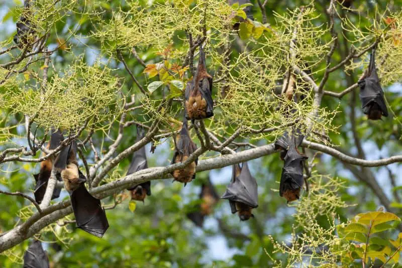 Bat Roost