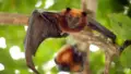 How to Stop Bats from Pooping on Porch