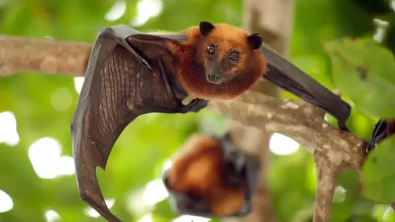How to Stop Bats from Pooping on Porch