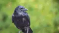 Why Are There Crows In My Yard All Of A Sudden