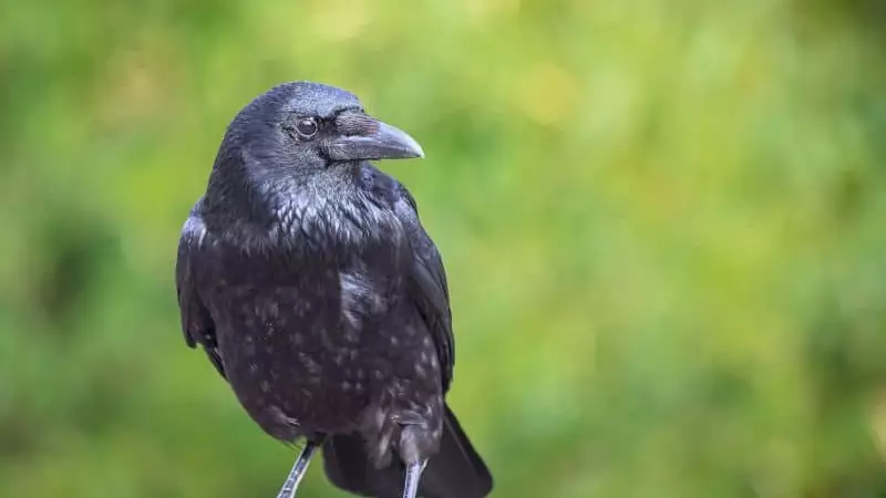 Why Are There Crows In My Yard All Of A Sudden